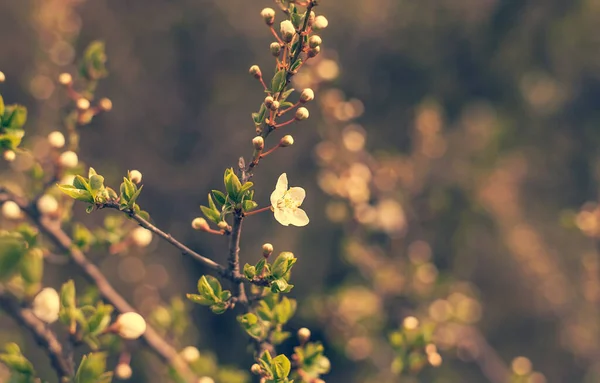 Dark Photo Blooming White Flower Nature — Stock Photo, Image