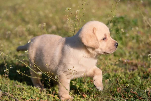 Labrador Filhote Cachorro Andando Verde — Fotografia de Stock
