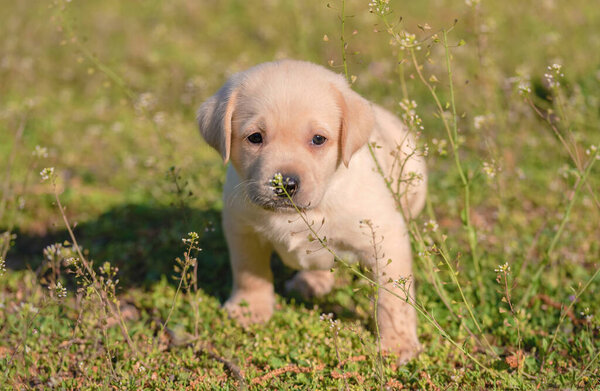 Labrador puppy portrait photo in the green