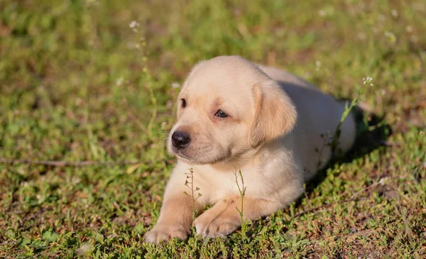 Retrato Cachorro Labrador Verde — Fotografia de Stock