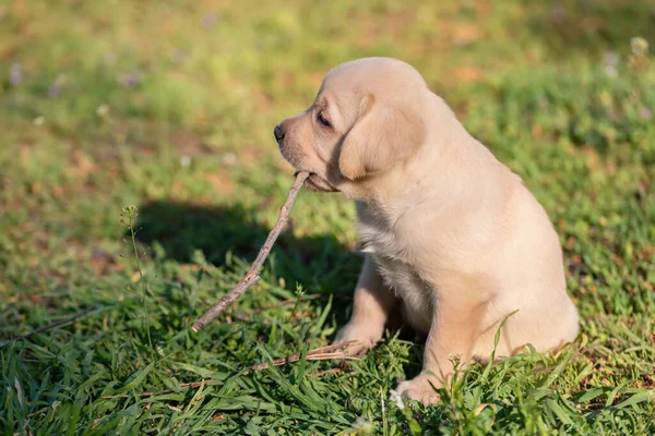 Labrador puppy playing with a stick in the garden