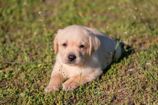 Retrato Cachorro Labrador Verde — Fotografia de Stock