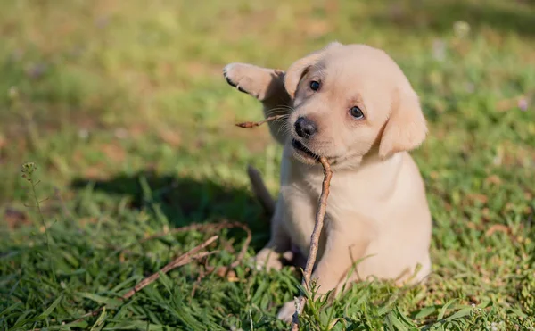 Cãozinho Labrador Brincando Com Pau Jardim — Fotografia de Stock