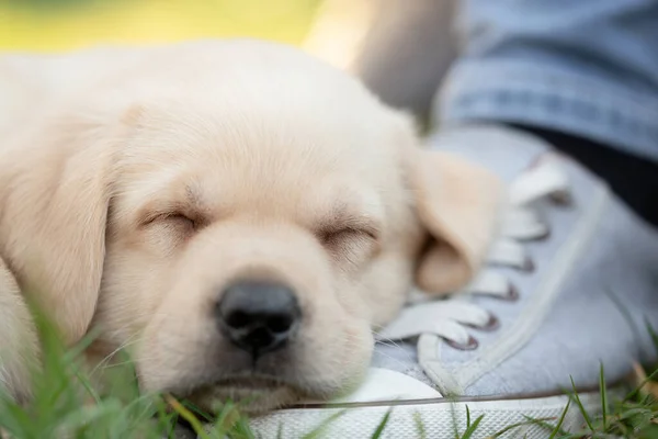 Yakın Plan Labrador Köpek Portresi Yeşille — Stok fotoğraf