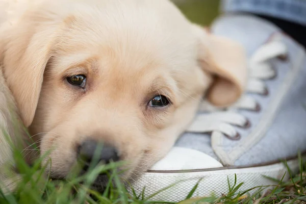 Close Labrador Puppy Portret Foto Het Groen — Stockfoto