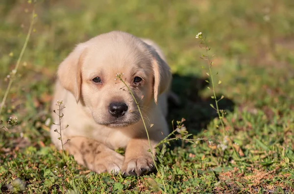 Labrador Puppy Portret Het Groen — Stockfoto