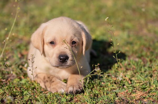 Labrador puppy portrait in the green