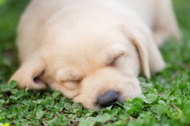 Sevimli Labrador av köpeği yeşilde uyuyor. Yakın plan fotoğraf.