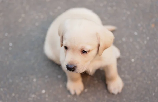 Labrador Retriever Welpen Sitzen Auf Dem Asphalt Nach Oben — Stockfoto