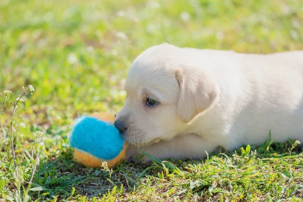 Genç Labrador Köpeği Topunu Koruyor — Stok fotoğraf