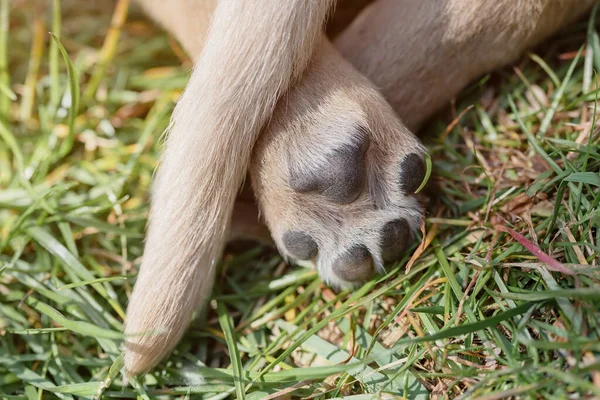 Closeup Photo Dog Paw Grass — Stock Photo, Image