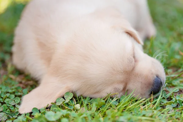 Schattige Labrador Retriever Hond Die Het Groen Slaapt Close Foto — Stockfoto