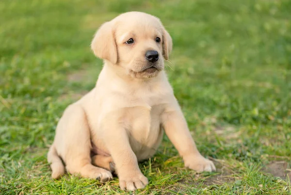 Labrador Cachorro Sentado Verde — Foto de Stock