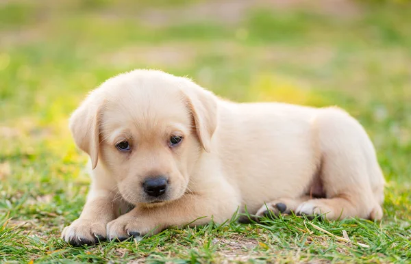 Labrador Puppy Portret Het Groen — Stockfoto