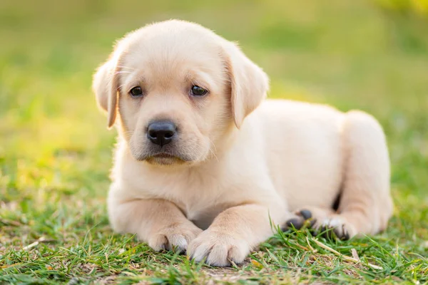 Retrato Cachorro Labrador Verde — Foto de Stock