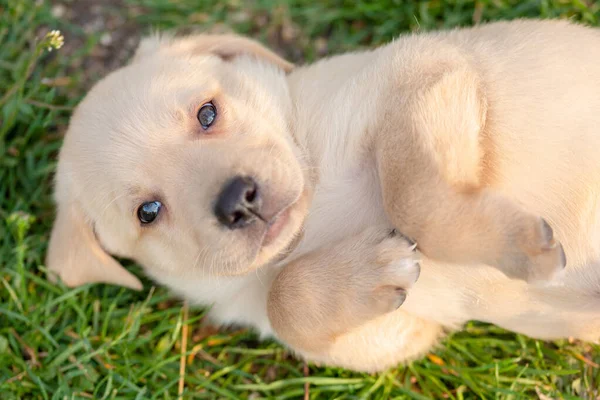 Adorable Cachorro Labrador Retriever Encuentra Espalda Foto Primer Plano —  Fotos de Stock