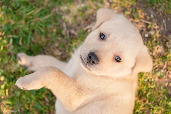 Adorable Labrador Retriever Puppy Lies His Back Closeup Photo — Stock Photo, Image