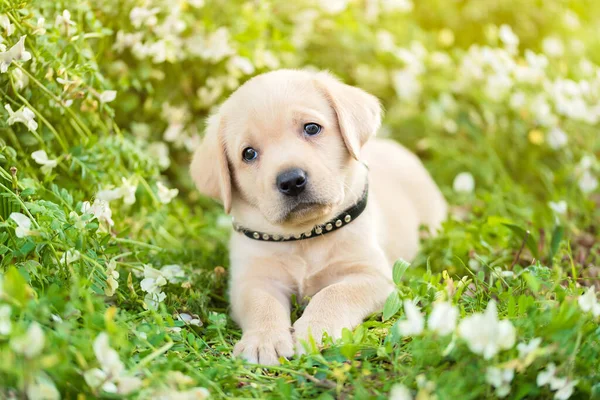 Adorável Labrador Retriever Cachorro Sentado Campo Flores — Fotografia de Stock