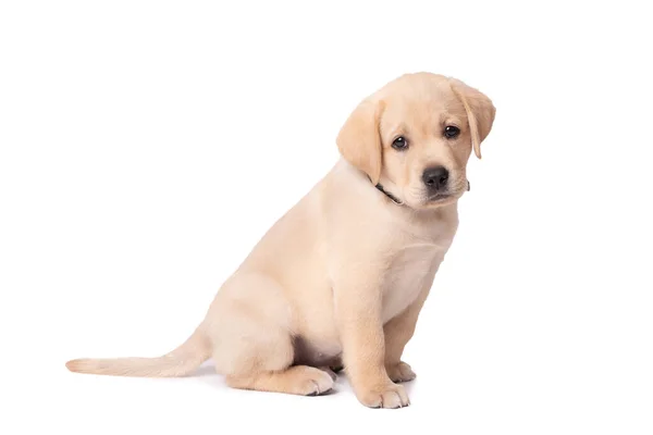 Hermoso Perrito Labrador Amarillo Sentado Sobre Fondo Blanco — Foto de Stock