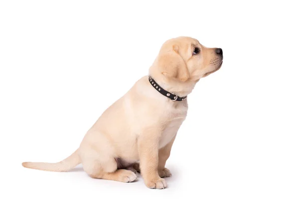 Hermoso Perrito Labrador Amarillo Sentado Sobre Fondo Blanco — Foto de Stock