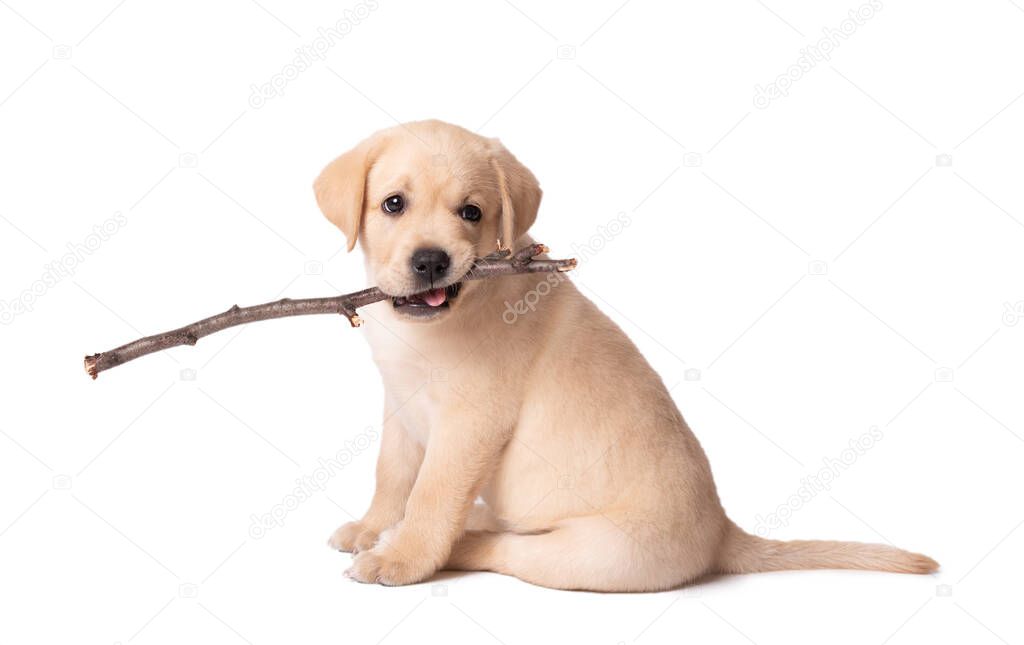 Beautiful yellow labrador puppy playing with a stick on a white background