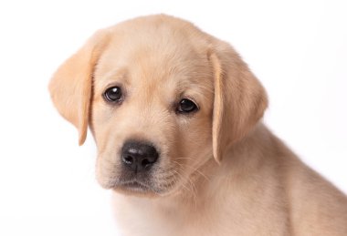 Beyaz arka planda şirin, küçük labrador köpek kafası resmi.