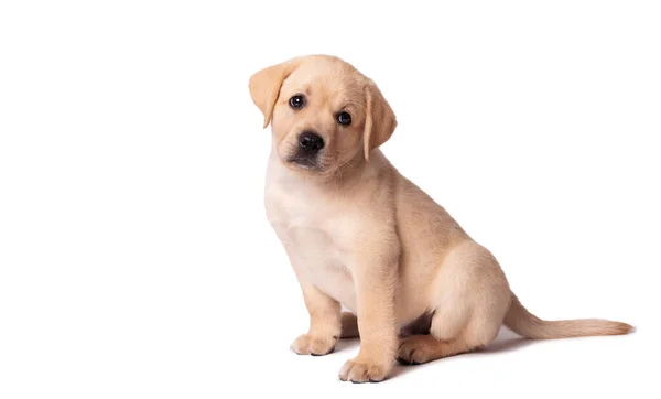 Hermoso Perrito Labrador Amarillo Sentado Sobre Fondo Blanco — Foto de Stock