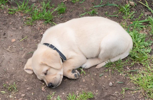 Labrador Retriever Puppy Sleeping Garden Ground — Stock Photo, Image
