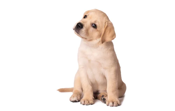 Güzel Sarı Labrador Köpeği Beyaz Arka Planda Oturuyor — Stok fotoğraf