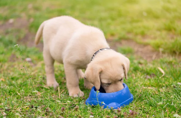 Lindo Labrador Retriever Cachorro Comer Bowl Jardín — Foto de Stock
