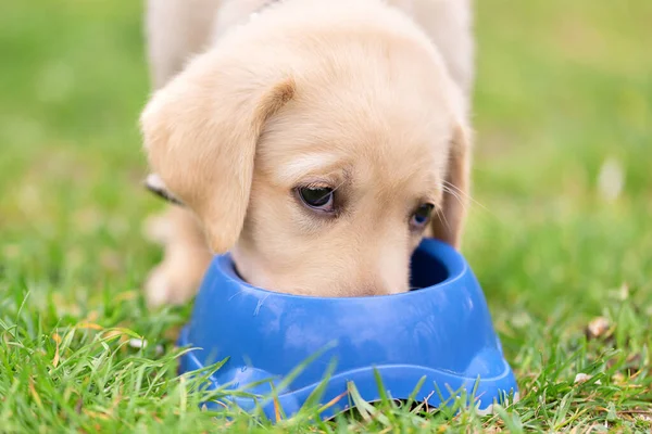 Lindo Labrador Retriever Cachorro Comer Bowl Jardín — Foto de Stock