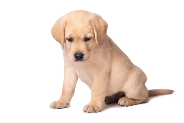 Bellissimo Cucciolo Labrador Giallo Seduto Uno Sfondo Bianco — Foto Stock