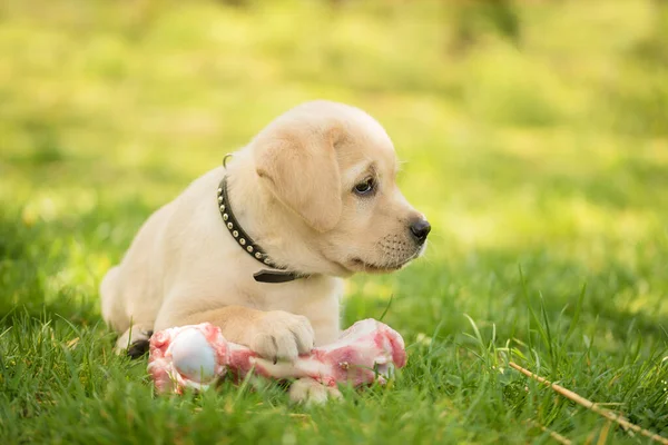 Kleine Labrador Puppy Eet Een Vlezig Bot Tuin — Stockfoto