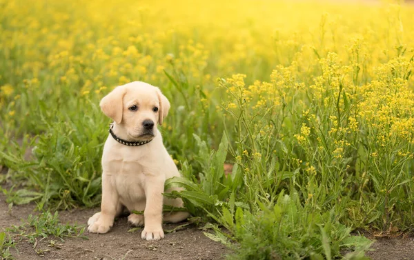 Cachorro Labrador Triste Sentado Campo Estupro — Fotografia de Stock