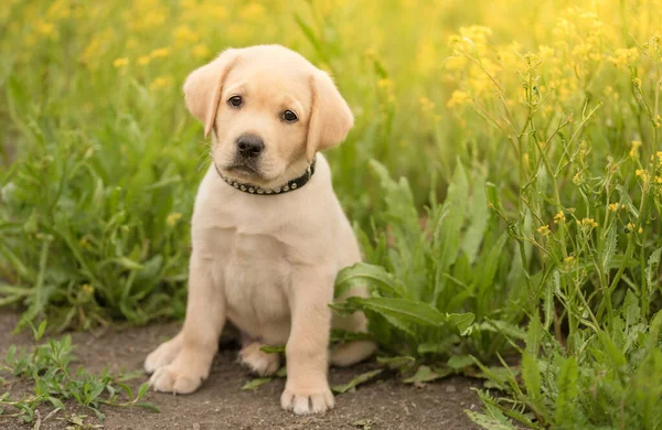 Triste Cachorro Labrador Sentado Campo Violación — Foto de Stock