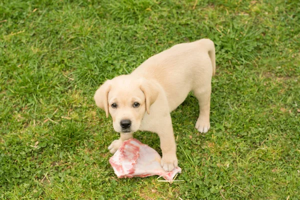 Pequeño Cachorro Labrador Come Hueso Carnoso Jardín — Foto de Stock