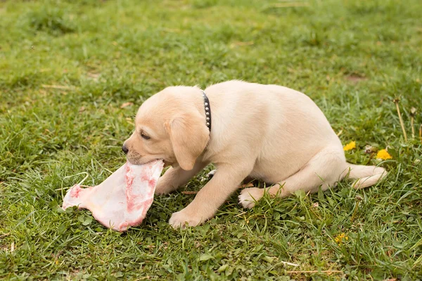 Kis Labrador Kölyök Eszik Egy Húsos Csont Kertben — Stock Fotó