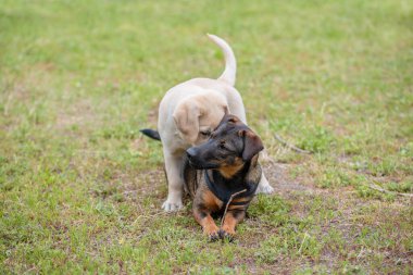 Melez ve Labrador av köpeği çimlerde oynuyor. 