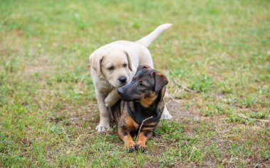 Melez ve Labrador av köpeği çimlerde oynuyor. 