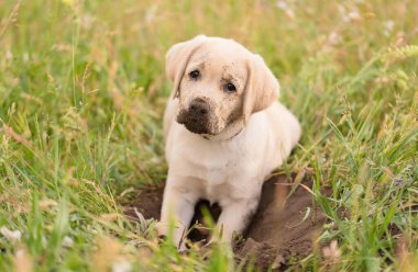 Pis Labrador av köpeği bahçede kazı yaptıktan sonra dinleniyor.
