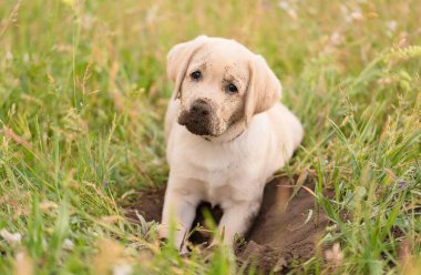 Dirty Labrador retriever puppy relaxing after dig in the garden clipart