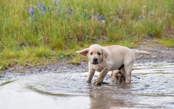 Labrador Retriever Chiot Jouer Dans Flaque — Photo
