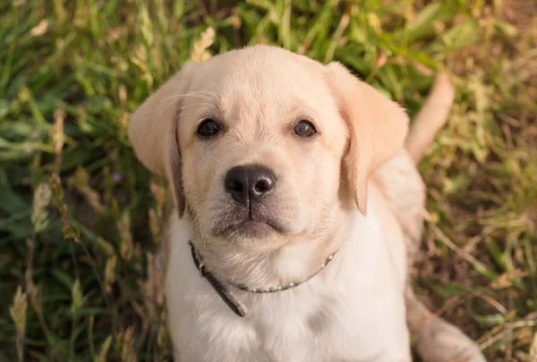 Portret Van Een Labrador Retriever Puppy Buitenfoto — Stockfoto