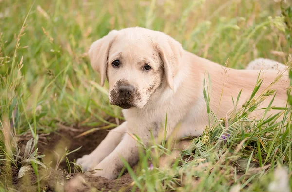Dirty Labrador Retriever Puppy Ontspannen Het Graven Tuin — Stockfoto