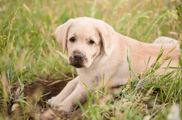 Dirty Labrador retriever puppy relaxing after dig in the garden