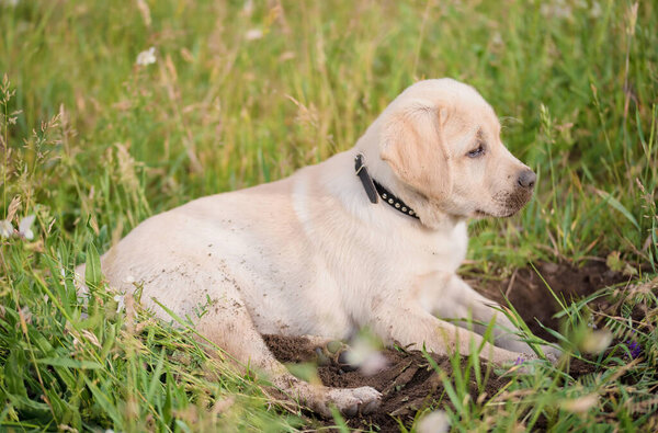 Dirty Labrador retriever puppy relaxing after dig in the garden