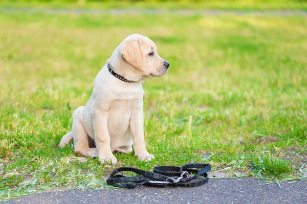 Labrador Retriever Puppy Zijn Riem Straat — Stockfoto