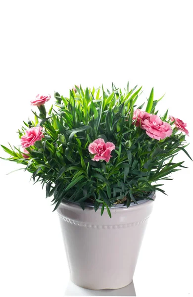 Flowering carnation plant in pot on a white background — Stock Photo, Image