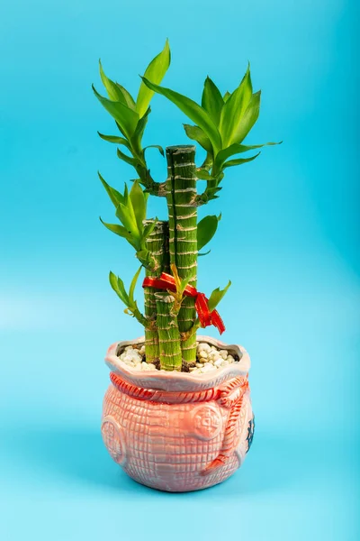 Ribbon dracaena tree or Lucky bamboo grown-up in flower pot with Chinese word \