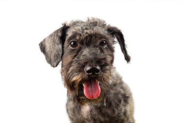  Portre Neşeli köpek yavrusu safkan köpek yavrusu beyaz arka planda..